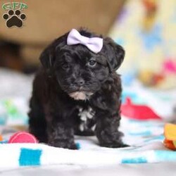 Dory/Yorkie Poo									Puppy/Female														/10 Weeks,Meet Dory! She is the cutest little Yorkiepoo puppy, a delightful blend of a Yorkie and Poodle, inheriting the best traits from both breeds. With her soft, wavy coat, bright sparkly eyes, and playful personality, she is the perfect combination of charm and energy. She’s affectionate, trainable, and full of love, making her an ideal companion for any family. Whether she’s snuggling up for cuddles or bouncing around with excitement, she brings endless joy and warmth to our home. 