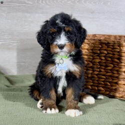 Bailey/Bernedoodle									Puppy/Female														/10 Weeks,Bailey is a mellow sweetheart who loves our kids.  She is social, friendly and such a good girl!  We expect her to be 50-70 pounds as an adult.  She has a gorgeous coat which we expect to be non-shedding and has gorgeous tri-color markings.  Schedule a Facetime or Zoom call to meet her virtually today!