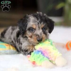 Jordan/Yorkie Poo									Puppy/Male																/8 Weeks,Meet Jordan, the most charming little Yorkiepoo boy you’ll ever meet! This sweetheart is a perfect blend of Yorkshire Terrier and Poodle, combining intelligence, affection, and an irresistibly playful spirit. His soft, wavy coat is as luxurious as it is cuddly, and his bright, expressive eyes twinkle with curiosity and mischief. He has a confident strut that turns heads wherever he goes, and his tail wags with excitement at every new adventure. Whether he’s bouncing around during playtime, curling up in your lap for snuggles, or loyally following you from room to room, he’s guaranteed to fill your days with love, laughter, and endless puppy kisses. This little boy is ready to steal your heart—one paw at a time!
