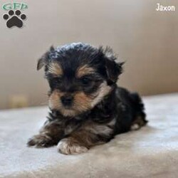 Jaxon/Morkie / Yorktese									Puppy/Male																/10 Weeks,Meet Jaxon, an adorable Morkie puppy with a sweet personality and a heart full of love! Jaxon is looking for a caring and devoted family to give him the forever home he deserves. He has been family-raised in a warm and nurturing environment, receiving plenty of attention and playtime. As a result, he is well-socialized, friendly, and ready to bring joy and companionship into your life.
