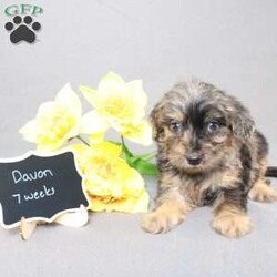 Davon/Golden Cavadoodle									Puppy/Male																/11 Weeks,We are excited to introduce our new breed the Mini Cavagoldendoodle! With the perfect blend of trainability, hypoallergenic coat, color, personality, and calm nature we have the best of the Cavapoo with the best of the Goldendoodle! 