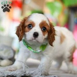 Leo/Cavalier King Charles Spaniel									Puppy/Male																/8 Weeks,Meet Leo, an AKC-registered Cavalier King Charles Spaniel with a noble presence and a heart full of love! With his silky, richly-colored coat and expressive eyes that exude the classic Cavalier charm, this handsome boy is an absolute joy to be around. He carries himself with elegance, yet his playful and affectionate nature shines through—always ready for a cuddle session or a fun romp around the yard.