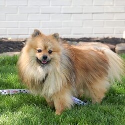 Brooks/Pomeranian									Puppy/Female														/7 Weeks,Meet Brooks, the sweetest little Pomeranian with a heart as big as her fluffy coat! This darling girl is full of personality, always prancing around with confidence and charm. Her luxuriously thick fur, soft as a cloud, makes her irresistible to cuddle, and her expressive eyes sparkle with curiosity and joy. This little girl is playful, loving, and always ready for an adventure, whether it’s chasing after her favorite toy or curling up in your lap for some well-deserved snuggles. With her affectionate nature and lively spirit, this pup is sure to bring endless happiness to her forever family!