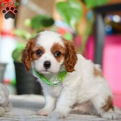 Leo/Cavalier King Charles Spaniel									Puppy/Male																/8 Weeks,Meet Leo, an AKC-registered Cavalier King Charles Spaniel with a noble presence and a heart full of love! With his silky, richly-colored coat and expressive eyes that exude the classic Cavalier charm, this handsome boy is an absolute joy to be around. He carries himself with elegance, yet his playful and affectionate nature shines through—always ready for a cuddle session or a fun romp around the yard.
