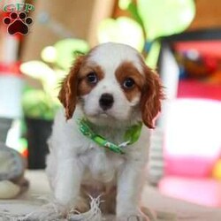 Leo/Cavalier King Charles Spaniel									Puppy/Male																/8 Weeks,Meet Leo, an AKC-registered Cavalier King Charles Spaniel with a noble presence and a heart full of love! With his silky, richly-colored coat and expressive eyes that exude the classic Cavalier charm, this handsome boy is an absolute joy to be around. He carries himself with elegance, yet his playful and affectionate nature shines through—always ready for a cuddle session or a fun romp around the yard.