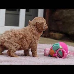 Daisy/Cockapoo									Puppy/Female														/5 Weeks,Meet Daisy, the most adorable Cockapoo puppy! She’s the perfect combination of sweet affection and lively energy. The Poodle in this girl makes her highly trainable and eager to please, always ready to learn new tricks that showcases her intelligence. Meanwhile, her Cocker Spaniel side brings a sweet, affectionate nature, making her a loving companion who thrives on human connection. Her soft, hypoallergenic  coat sheds very minimally, making her the perfect choice for those prone to allergies. Whether she’s prancing proudly by your side on a walk, playing a game, or snuggling up for a quiet moment, she will fill your days with joy!