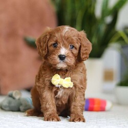 Mickey/Cavapoo									Puppy/Male																/6 Weeks,Meet Mickey, the sweetest little Cavapoo! With his luxuriously soft, wavy coat that’s irresistible to touch and deep, soulful eyes full of love and mischief, he’ll steal your heart in an instant. Whether he’s playfully bouncing around the yard or snuggling up for a cozy nap, Mickey effortlessly fits into any lifestyle. Thanks to his Poodle smarts and Cavalier devotion, he’s a quick learner who thrives on positive reinforcement. Whether mastering new tricks or simply wagging his tail in excitement at the sound of your voice, this little guy is ready to impress!