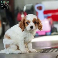 Leo/Cavalier King Charles Spaniel									Puppy/Male																/8 Weeks,Meet Leo, an AKC-registered Cavalier King Charles Spaniel with a noble presence and a heart full of love! With his silky, richly-colored coat and expressive eyes that exude the classic Cavalier charm, this handsome boy is an absolute joy to be around. He carries himself with elegance, yet his playful and affectionate nature shines through—always ready for a cuddle session or a fun romp around the yard.