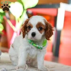 Leo/Cavalier King Charles Spaniel									Puppy/Male																/8 Weeks,Meet Leo, an AKC-registered Cavalier King Charles Spaniel with a noble presence and a heart full of love! With his silky, richly-colored coat and expressive eyes that exude the classic Cavalier charm, this handsome boy is an absolute joy to be around. He carries himself with elegance, yet his playful and affectionate nature shines through—always ready for a cuddle session or a fun romp around the yard.