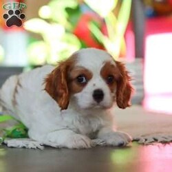 Leo/Cavalier King Charles Spaniel									Puppy/Male																/8 Weeks,Meet Leo, an AKC-registered Cavalier King Charles Spaniel with a noble presence and a heart full of love! With his silky, richly-colored coat and expressive eyes that exude the classic Cavalier charm, this handsome boy is an absolute joy to be around. He carries himself with elegance, yet his playful and affectionate nature shines through—always ready for a cuddle session or a fun romp around the yard.