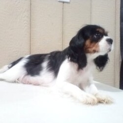 Leo/Cavalier King Charles Spaniel									Puppy/Male																/8 Weeks,Meet Leo, an AKC-registered Cavalier King Charles Spaniel with a noble presence and a heart full of love! With his silky, richly-colored coat and expressive eyes that exude the classic Cavalier charm, this handsome boy is an absolute joy to be around. He carries himself with elegance, yet his playful and affectionate nature shines through—always ready for a cuddle session or a fun romp around the yard.