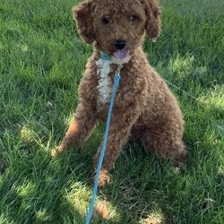 Dash/Toy Poodle									Puppy/Male																/8 Weeks,I offer a one year health guarantee. Up to date on shots and dewormings. I’m looking for a loving indoor home. Shipping options are available anywhere in the US. All Sunday calls are returned on Mondays. Thanks Jon