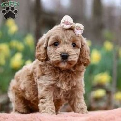 Daisy/Cockapoo									Puppy/Female														/5 Weeks,Meet Daisy, the most adorable Cockapoo puppy! She’s the perfect combination of sweet affection and lively energy. The Poodle in this girl makes her highly trainable and eager to please, always ready to learn new tricks that showcases her intelligence. Meanwhile, her Cocker Spaniel side brings a sweet, affectionate nature, making her a loving companion who thrives on human connection. Her soft, hypoallergenic  coat sheds very minimally, making her the perfect choice for those prone to allergies. Whether she’s prancing proudly by your side on a walk, playing a game, or snuggling up for a quiet moment, she will fill your days with joy!
