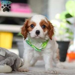 Leo/Cavalier King Charles Spaniel									Puppy/Male																/8 Weeks,Meet Leo, an AKC-registered Cavalier King Charles Spaniel with a noble presence and a heart full of love! With his silky, richly-colored coat and expressive eyes that exude the classic Cavalier charm, this handsome boy is an absolute joy to be around. He carries himself with elegance, yet his playful and affectionate nature shines through—always ready for a cuddle session or a fun romp around the yard.