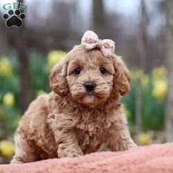 Daisy/Cockapoo									Puppy/Female														/5 Weeks,Meet Daisy, the most adorable Cockapoo puppy! She’s the perfect combination of sweet affection and lively energy. The Poodle in this girl makes her highly trainable and eager to please, always ready to learn new tricks that showcases her intelligence. Meanwhile, her Cocker Spaniel side brings a sweet, affectionate nature, making her a loving companion who thrives on human connection. Her soft, hypoallergenic  coat sheds very minimally, making her the perfect choice for those prone to allergies. Whether she’s prancing proudly by your side on a walk, playing a game, or snuggling up for a quiet moment, she will fill your days with joy!