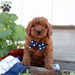 Copper/Cavapoo									Puppy/Male																/January 2nd, 2025,Say hello to Copper, an F1B Cavapoo puppy! This bubbly boy is family-raised with children and well-socialized. He is already vet-checked and up to date on shots & wormer, plus the breeder provides a 30-day health guarantee. To learn more about Copper and how to make him yours, please call the breeders today!