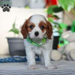 Leo/Cavalier King Charles Spaniel									Puppy/Male																/8 Weeks,Meet Leo, an AKC-registered Cavalier King Charles Spaniel with a noble presence and a heart full of love! With his silky, richly-colored coat and expressive eyes that exude the classic Cavalier charm, this handsome boy is an absolute joy to be around. He carries himself with elegance, yet his playful and affectionate nature shines through—always ready for a cuddle session or a fun romp around the yard.