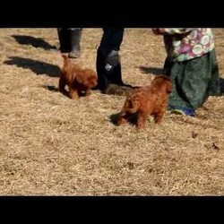Copper/Cavapoo									Puppy/Male																/January 2nd, 2025,Say hello to Copper, an F1B Cavapoo puppy! This bubbly boy is family-raised with children and well-socialized. He is already vet-checked and up to date on shots & wormer, plus the breeder provides a 30-day health guarantee. To learn more about Copper and how to make him yours, please call the breeders today!
