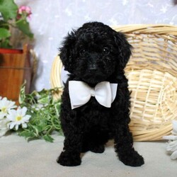 Shadow/Toy Poodle									Puppy/Male																/January 29th, 2025,Meet Shadow, a cute and cuddly Toy Poodle puppy. This darling pooch is vet checked and up to date on shots & wormer plus the breeder provides a 30 day health guarantee for him. He is being family raised with children and is socialized. And, Shadow can be registered with the ACA. To learn more about this fun-loving pup, call the breeder today!
