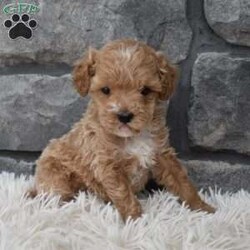 Dash/Toy Poodle									Puppy/Male																/8 Weeks,I offer a one year health guarantee. Up to date on shots and dewormings. I’m looking for a loving indoor home. Shipping options are available anywhere in the US. All Sunday calls are returned on Mondays. Thanks Jon