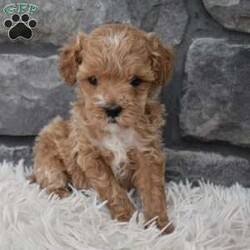 Dash/Toy Poodle									Puppy/Male																/8 Weeks,I offer a one year health guarantee. Up to date on shots and dewormings. I’m looking for a loving indoor home. Shipping options are available anywhere in the US. All Sunday calls are returned on Mondays. Thanks Jon