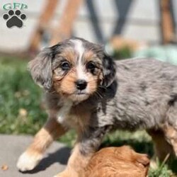 Buttercup/Mini Bernedoodle									Puppy/Female														/9 Weeks,Buttercup has stunning markings! A very very nice tri-merle female. She is so sweet, loves to be held and loves following you around. She is very outgoing and will make friends wherever she goes! Her and her siblings receive lots of love and socializing. The potty training process has already been started!