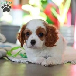 Leo/Cavalier King Charles Spaniel									Puppy/Male																/8 Weeks,Meet Leo, an AKC-registered Cavalier King Charles Spaniel with a noble presence and a heart full of love! With his silky, richly-colored coat and expressive eyes that exude the classic Cavalier charm, this handsome boy is an absolute joy to be around. He carries himself with elegance, yet his playful and affectionate nature shines through—always ready for a cuddle session or a fun romp around the yard.