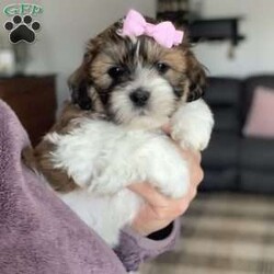 Cookie/Teddy Bear									Puppy/Female														/9 Weeks,Meet little cookie! She is a sweet and laid back little girl waiting on her new forever home! She is a shichon also known as a teddy bear, and she literally looks so much like a stuffed teddy bear!! She is in the playful bouncy puppy stage right now and loves everyone she meets!! She is up to date on age appropriate vaccinations and will be ready to leave for her new home on or after she turns 8 weeks old. Her momma is a bichon and she weighs 10lbs an daddy is a shitzu. We are guessing cookie to grow to weigh 10-13lbs full grown.for more info on this darling little girl Feel free to reach out to me anytime!! My name is Leanna 