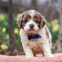 Robin/Cockapoo									Puppy/Male																/5 Weeks,Meet Robin, the most adorable Cockapoo puppy! He’s the perfect combination of sweet affection and lively energy. The Poodle in this boy makes him highly trainable and eager to please, always ready to learn new tricks that showcases his intelligence. Meanwhile, his Cocker Spaniel side brings a sweet, affectionate nature, making him a loving companion who thrives on human connection. His soft, hypoallergenic coat sheds very minimally, making him the perfect choice for those prone to allergies. Whether he’s prancing proudly by your side on a walk, playing a game, or snuggling up for a quiet moment, he will fill your days with joy!