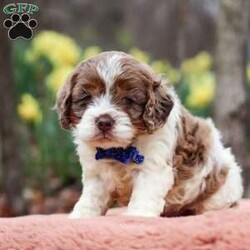 Robin/Cockapoo									Puppy/Male																/5 Weeks,Meet Robin, the most adorable Cockapoo puppy! He’s the perfect combination of sweet affection and lively energy. The Poodle in this boy makes him highly trainable and eager to please, always ready to learn new tricks that showcases his intelligence. Meanwhile, his Cocker Spaniel side brings a sweet, affectionate nature, making him a loving companion who thrives on human connection. His soft, hypoallergenic coat sheds very minimally, making him the perfect choice for those prone to allergies. Whether he’s prancing proudly by your side on a walk, playing a game, or snuggling up for a quiet moment, he will fill your days with joy!