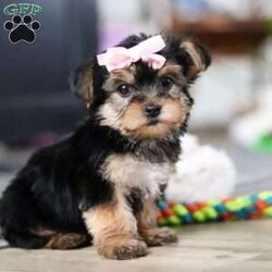 Ellie/Morkie / Yorktese									Puppy/Female														/9 Weeks,Meet Ellie she is a spirited little Morkie who doesn’t let anything hold her back. With a heart full of courage and curiosity, she’s always ready for an adventure whether it’s sniffing around, exploring new spots, or chasing her favorite toys. Her lively, playful nature is paired with a loyal streak that adds to her charm, making her as stubborn as she is sweet. 