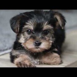 Ellie/Morkie / Yorktese									Puppy/Female														/9 Weeks,Meet Ellie she is a spirited little Morkie who doesn’t let anything hold her back. With a heart full of courage and curiosity, she’s always ready for an adventure whether it’s sniffing around, exploring new spots, or chasing her favorite toys. Her lively, playful nature is paired with a loyal streak that adds to her charm, making her as stubborn as she is sweet. 