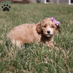 Kylie/Cockapoo									Puppy/Female														/7 Weeks,, the sweetest little companion you’ll ever have. I’m Kylie, and I would be thrilled to join your family. With my warm, sweet eyes and playful spirit, I’m sure I’ll capture your heart instantly. I’m a happy, kid-friendly puppy who loves to play and cuddle. I’ve interacted with all ages, and I have the cutest little face and the softest coat. I’m full of personality and always ready to snuggle up. I’ll bring a whole lot of puppy love to your home. I’ll come to you vet checked and up-to-date on vaccinations and deworming, and I’ll also come with a one-year health guarantee. I have multiple shipping options, so distance is no problem.