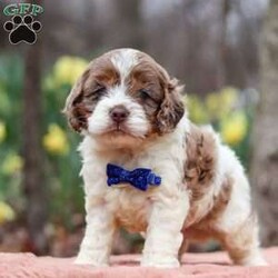 Robin/Cockapoo									Puppy/Male																/5 Weeks,Meet Robin, the most adorable Cockapoo puppy! He’s the perfect combination of sweet affection and lively energy. The Poodle in this boy makes him highly trainable and eager to please, always ready to learn new tricks that showcases his intelligence. Meanwhile, his Cocker Spaniel side brings a sweet, affectionate nature, making him a loving companion who thrives on human connection. His soft, hypoallergenic coat sheds very minimally, making him the perfect choice for those prone to allergies. Whether he’s prancing proudly by your side on a walk, playing a game, or snuggling up for a quiet moment, he will fill your days with joy!