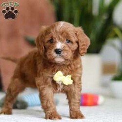 Mickey/Cavapoo									Puppy/Male																/6 Weeks,Meet Mickey, the sweetest little Cavapoo! With his luxuriously soft, wavy coat that’s irresistible to touch and deep, soulful eyes full of love and mischief, he’ll steal your heart in an instant. Whether he’s playfully bouncing around the yard or snuggling up for a cozy nap, Mickey effortlessly fits into any lifestyle. Thanks to his Poodle smarts and Cavalier devotion, he’s a quick learner who thrives on positive reinforcement. Whether mastering new tricks or simply wagging his tail in excitement at the sound of your voice, this little guy is ready to impress!
