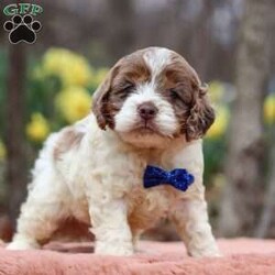 Robin/Cockapoo									Puppy/Male																/5 Weeks,Meet Robin, the most adorable Cockapoo puppy! He’s the perfect combination of sweet affection and lively energy. The Poodle in this boy makes him highly trainable and eager to please, always ready to learn new tricks that showcases his intelligence. Meanwhile, his Cocker Spaniel side brings a sweet, affectionate nature, making him a loving companion who thrives on human connection. His soft, hypoallergenic coat sheds very minimally, making him the perfect choice for those prone to allergies. Whether he’s prancing proudly by your side on a walk, playing a game, or snuggling up for a quiet moment, he will fill your days with joy!