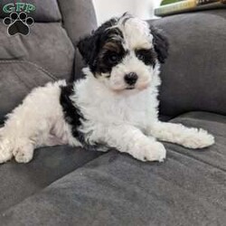 Trout/Toy Poodle									Puppy/Male																/8 Weeks,Meet Trout! He is a beautiful tri color toy poodle, that loves interacting and playing with everyone. The toy poodle is non shedding and hypoallergenic making them the ideal companion to have in your life. The mom is a purebred 10 lb poodle, and the dad is a purebred 7lb poodle. Both parents are healthy and clear of any genetic issues. Trout is updated on all vaccinations and deworming schedule, as well as health checked by our veterinarian to assure proper health before going to his forever home. An extended health and genetic guarantee will be included as well as health records and puppy food to help transition to his new home.Shipping is available anywhere in the USA, visits are also welcome. For more details, videos or to set up a FaceTime. Call or text Duane. 