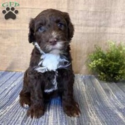 Daisy/Portuguese Water Dog									Puppy/Female														/February 24th, 2025,Meet Daisy the Portuguese Water Dog puppy—she’s a fluffy ball of fun! With her soft, non-shedding coat and eager-to-please attitude, she’ll be a great addition to any family and a vital part of all your adventures!