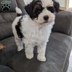 Trout/Toy Poodle									Puppy/Male																/8 Weeks,Meet Trout! He is a beautiful tri color toy poodle, that loves interacting and playing with everyone. The toy poodle is non shedding and hypoallergenic making them the ideal companion to have in your life. The mom is a purebred 10 lb poodle, and the dad is a purebred 7lb poodle. Both parents are healthy and clear of any genetic issues. Trout is updated on all vaccinations and deworming schedule, as well as health checked by our veterinarian to assure proper health before going to his forever home. An extended health and genetic guarantee will be included as well as health records and puppy food to help transition to his new home.Shipping is available anywhere in the USA, visits are also welcome. For more details, videos or to set up a FaceTime. Call or text Duane. 