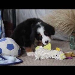 Charlie/Bernese Mountain Dog									Puppy/Male																/10 Weeks,Meet Charlie! the majestic AKC Bernese Mountain Dog! He boasts the classic tri-colored coat of the Bernese Mountain Dog, featuring rich black, snowy white, and warm rust tones that create a striking and elegant look. His large, soulful eyes and sturdy build give him a majestic presence that’s hard to resist. He thrives in the great outdoors. Whether you take him for a stroll at the park or an adventurous hike, he’s always ready for fun and loves soaking up the sunshine and fresh air!