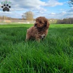 Diamond/Miniature Poodle									Puppy/Male																/7 Weeks,Meet Diamond. He loves attention and to run around and play. Does great around children. Diamond is vet checked and up to date on all vaccinations and de-wormer. Come meet Diamond and see if he’s a great fit for your family.