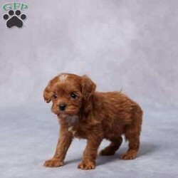 Grace/Cavapoo									Puppy/Female														/5 Weeks,Meet Grace, a gentle F1 Cavapoo with a heart full of love and a tail that never stops wagging! Raised in a caring, hands-on environment, Grace is used to cuddles, playtime, and lots of human attention. She’s been well socialized, so she’s friendly, confident, and ready to bond with her forever family. Grace is vet checked, microchipped, and up to date on vaccines and dewormer, giving you peace of mind as she joins your home. She also comes with a health guarantee for added reassurance. Her parents are AKC registered and have been genetically health tested, so quality runs in the family. Whether you’re near or far, delivery options are available. Grace is more than just a puppy—she’s a loyal companion waiting to meet you!