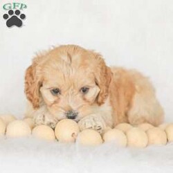 Karma/Cockapoo									Puppy/Female														/9 Weeks,Are you looking for a loveable and cuddly best friend? You will want to meet our family raised Cockapoos! They love to play and cuddle and will make a wonderful addition to your home. These puppies will be ready to go home on April 17th!