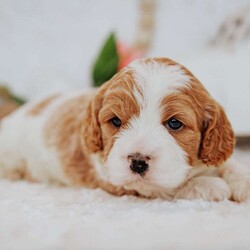 Opal/Cavapoo									Puppy/Male																/10 Weeks,Do you love Cavaliers but struggle with their heavy shedding? Then take a look at this puppy. With their poodle hair coat and the Cavaliers’ happy personality, they are sure to please.