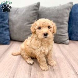 Piper/Mini Goldendoodle									Puppy/Female														/7 Weeks,Meet Piper! This sweet and adorable Mini Goldendoodle is looking for a forever family!