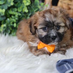 Hendrix/Teddy Bear									Puppy/Male																/8 Weeks,To contact the breeder about this puppy, click on the “View Breeder Info” tab above.