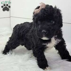 Nova/Portuguese Water Dog									Puppy/Female														/6 Weeks,Nova is a very playful little girl,She is very curious and loves to explore but also loves to cuddle.Both parents have been health tested and are clear.Please feel free to call or text for more info.