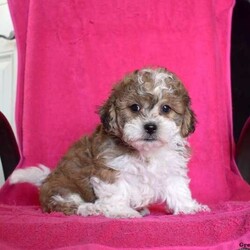 Preston/Teddy Bear									Puppy/Male																/8 Weeks