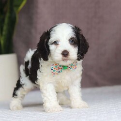 Ricky/Cockapoo									Puppy/Male																/6 Weeks,Say hello to Ricky! This sweet Cockapoo is full of life and personality. Whether he’s trotting through the yard or cuddling close after a playful romp, he brings the perfect blend of energy and affection to every moment. His cheerful spirit and loving nature make him a wonderful match for anyone looking for a sweet and playful sidekick!