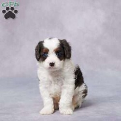 Flip/Cavapoo									Puppy/Male																/6 Weeks,Say hello to Flip, a sweet F1 Cavapoo with a happy heart and a playful personality! Flip has been raised in a loving environment where he’s received tons of attention, snuggles, and care. He’s well-socialized, making him friendly, gentle, and ready to bond with his forever family. Flip has been vet checked, is up to date on vaccines and dewormer, and is microchipped for added peace of mind. He also comes with a health guarantee, so you can feel confident about bringing him home. His parents are AKC registered and have been genetically health tested, giving him a great start in life. Whether you’re near or far, delivery options are available. If you’re looking for a loyal, lovable sidekick—Flip is the perfect match!